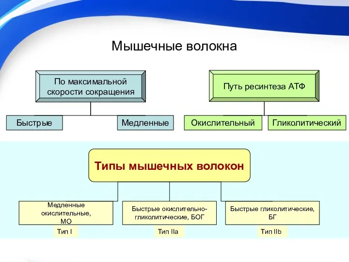 Мышечные волокна По максимальной скорости сокращения Путь ресинтеза АТФ Быстрые