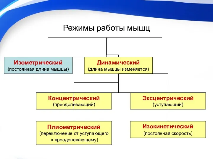 Режимы работы мышц Изокинетический (постоянная скорость) Изометрический (постоянная длина мышцы)