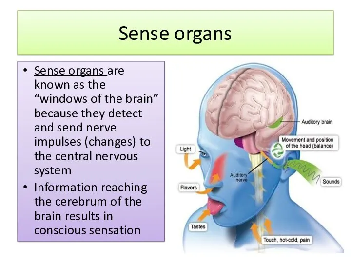 Sense organs Sense organs are known as the “windows of the brain” because