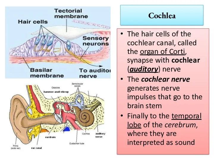 Cochlea The hair cells of the cochlear canal, called the organ of Corti,
