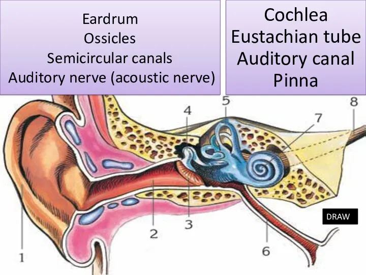Eardrum Ossicles Semicircular canals Auditory nerve (acoustic nerve) Cochlea Eustachian tube Auditory canal Pinna DRAW