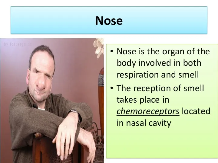 Nose Nose is the organ of the body involved in both respiration and