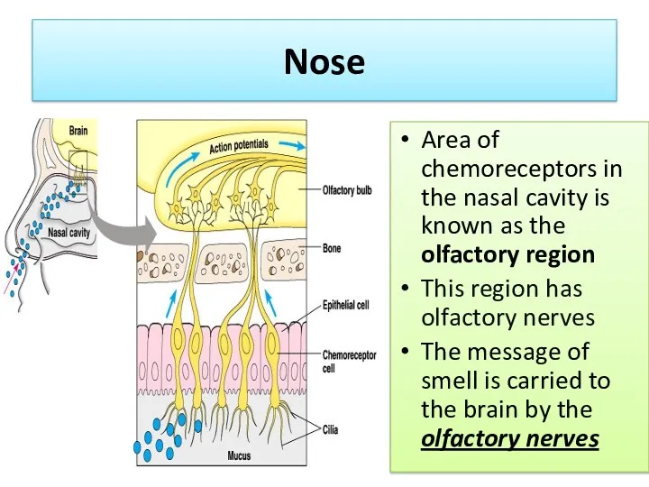 Nose Area of chemoreceptors in the nasal cavity is known as the olfactory