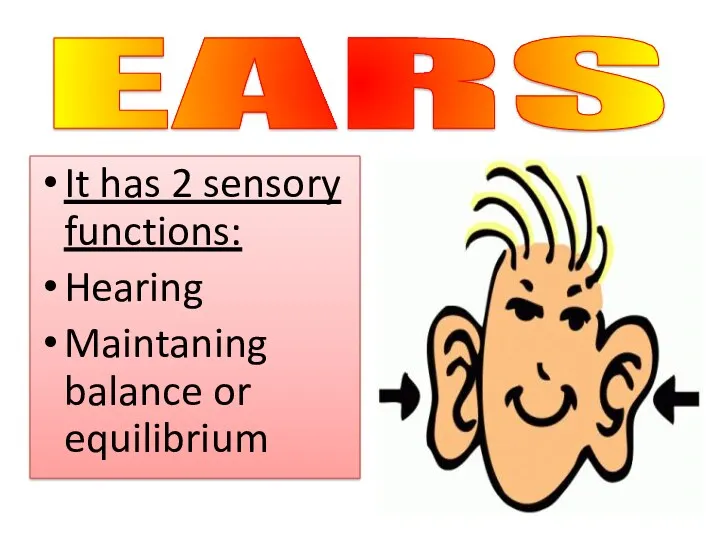 It has 2 sensory functions: Hearing Maintaning balance or equilibrium EARS