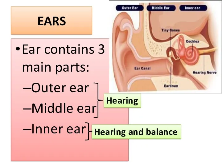 EARS Ear contains 3 main parts: Outer ear Middle ear Inner ear Hearing Hearing and balance