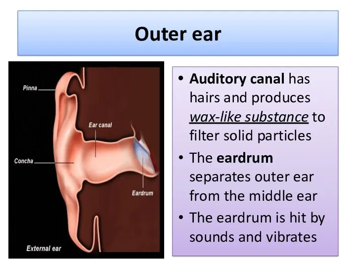 Outer ear Auditory canal has hairs and produces wax-like substance to filter solid