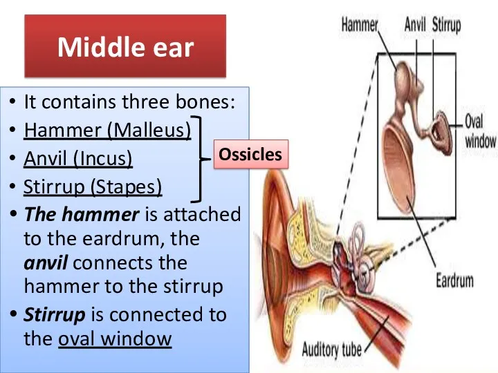Middle ear It contains three bones: Hammer (Malleus) Anvil (Incus) Stirrup (Stapes) The
