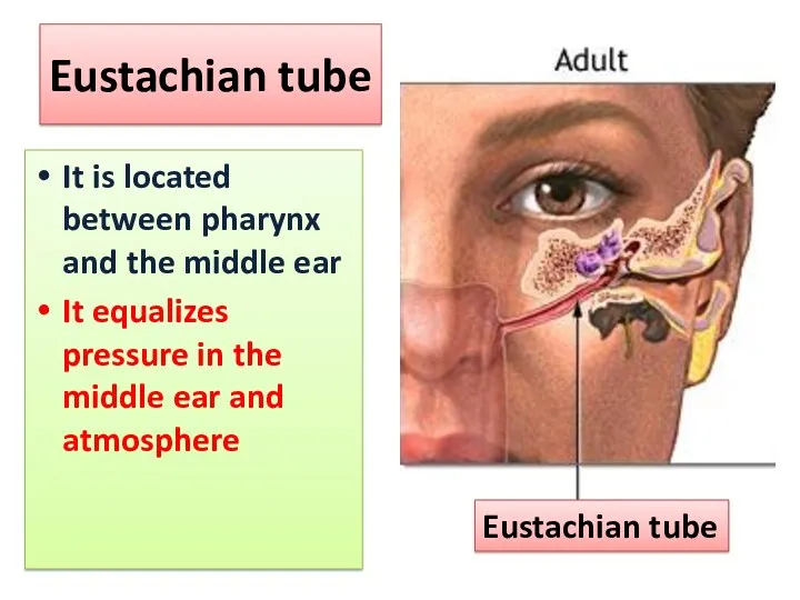 Eustachian tube It is located between pharynx and the middle ear It equalizes