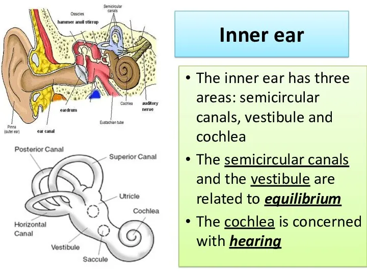 Inner ear The inner ear has three areas: semicircular canals, vestibule and cochlea