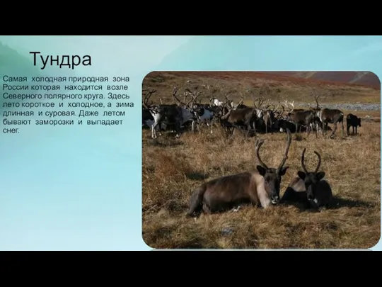 Тундра Самая холодная природная зона России которая находится возле Северного