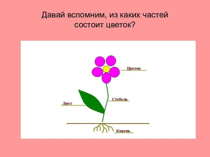 Давай вспомним, из каких частей состоит цветок?