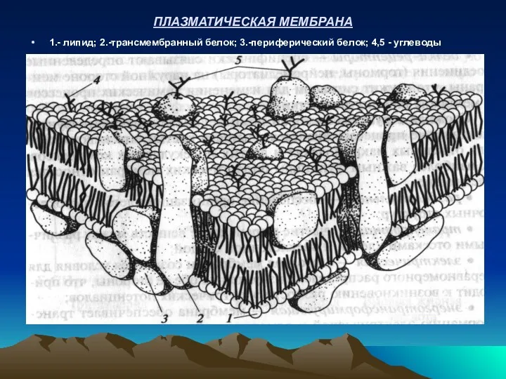 ПЛАЗМАТИЧЕСКАЯ МЕМБРАНА 1.- липид; 2.-трансмембранный белок; 3.-периферический белок; 4,5 - углеводы