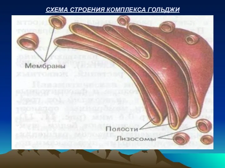 СХЕМА СТРОЕНИЯ КОМПЛЕКСА ГОЛЬДЖИ