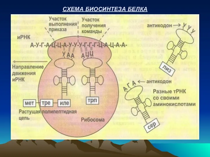 СХЕМА БИОСИНТЕЗА БЕЛКА