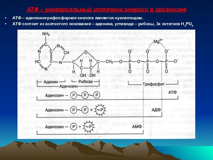 АТФ – универсальный источник энергии в организме АТФ – аденозинтрифосфорная