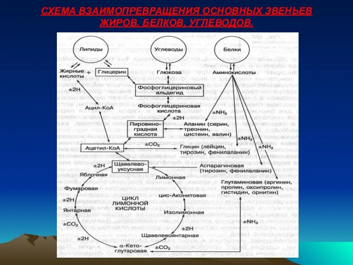 СХЕМА ВЗАИМОПРЕВРАЩЕНИЯ ОСНОВНЫХ ЗВЕНЬЕВ ЖИРОВ, БЕЛКОВ, УГЛЕВОДОВ.