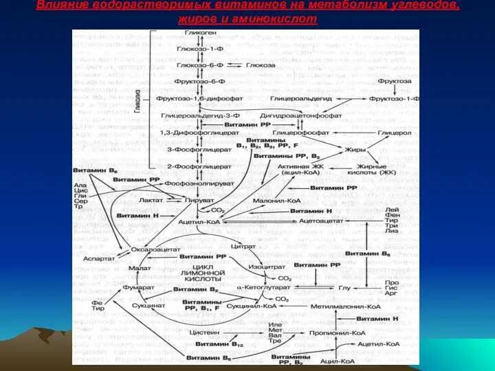 Влияние водорастворимых витаминов на метаболизм углеводов, жиров и аминокислот