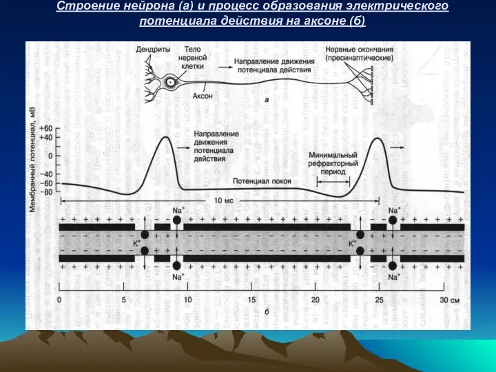 Строение нейрона (а) и процесс образования электрического потенциала действия на аксоне (б)