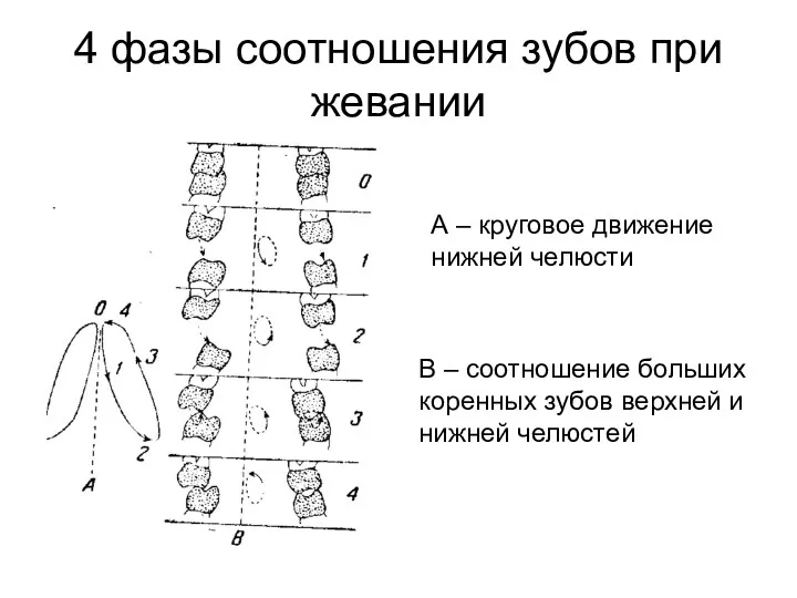 4 фазы соотношения зубов при жевании А – круговое движение нижней челюсти В