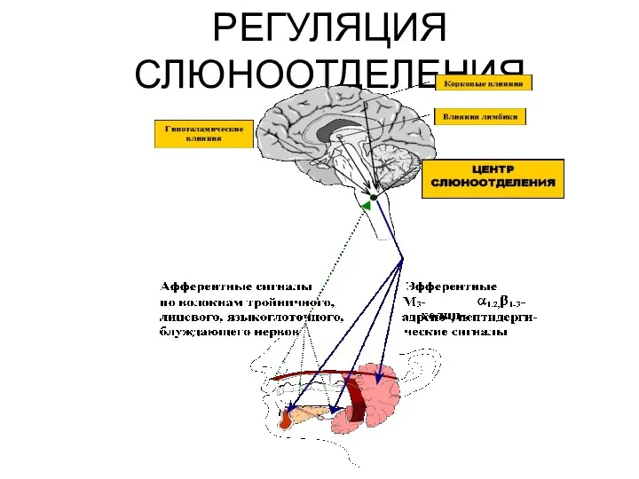 РЕГУЛЯЦИЯ СЛЮНООТДЕЛЕНИЯ