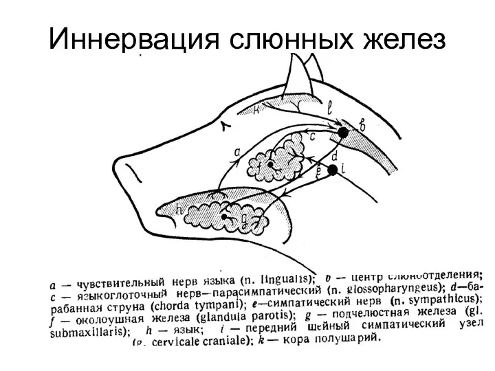 Иннервация слюнных желез