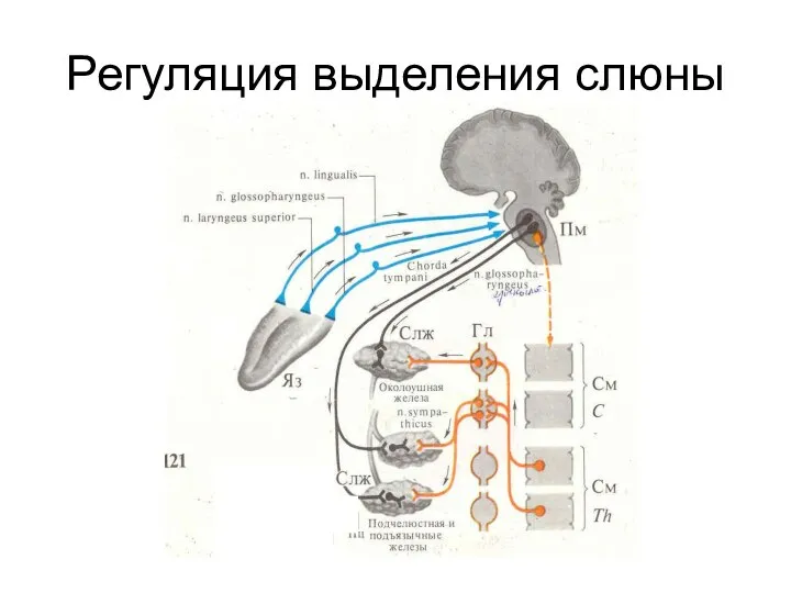 Регуляция выделения слюны