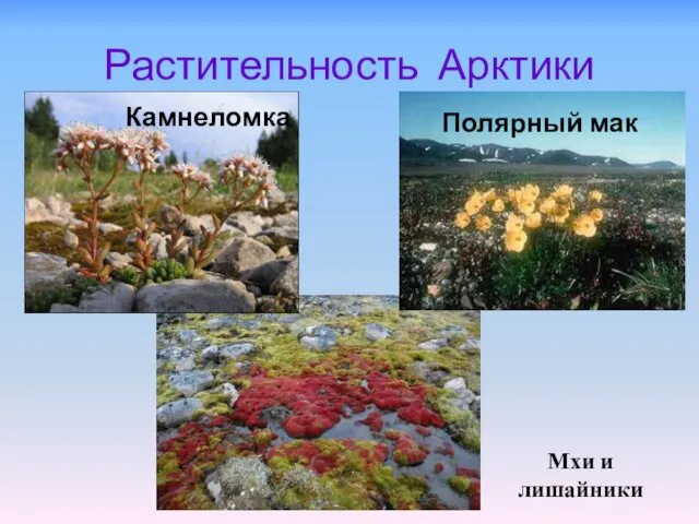 Растительность Арктики Камнеломка Полярный мак Мхи и лишайники