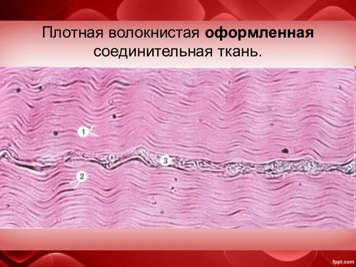 Плотная волокнистая оформленная соединительная ткань. (фиброзная ткань) Волокна располагаются пучками