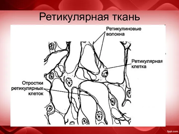 Ретикулярная ткань (от лат. reticulum — сеточка), сетчатая ткань, –