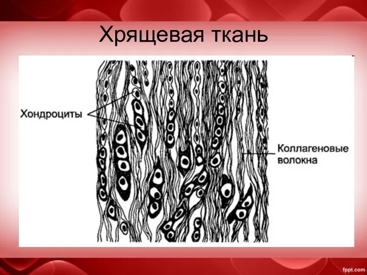 Хрящевая ткань 3. Волокнистый хрящ – занимает промежуточное положение между