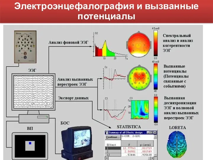 Электроэнцефалография и вызванные потенциалы