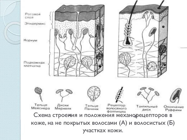 Схема строения и положения механорецепторов в коже, на не покрытых