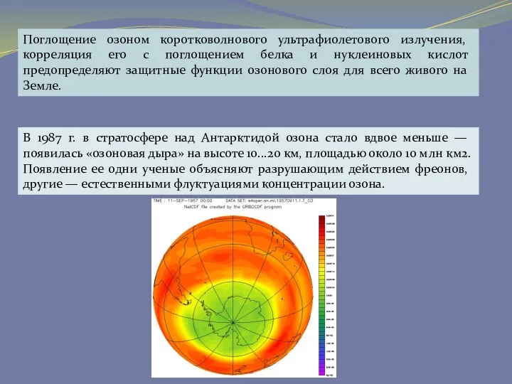 Поглощение озоном коротковолнового ультрафиолетового излучения, корреляция его с поглощением белка
