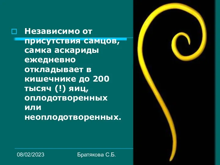 08/02/2023 Братякова С.Б. Независимо от присутствия самцов, самка аскариды ежедневно