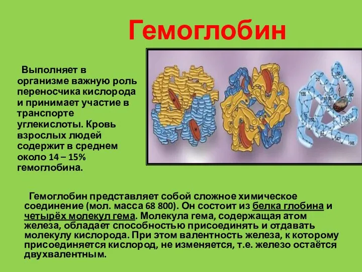 Гемоглобин Выполняет в организме важную роль переносчика кислорода и принимает