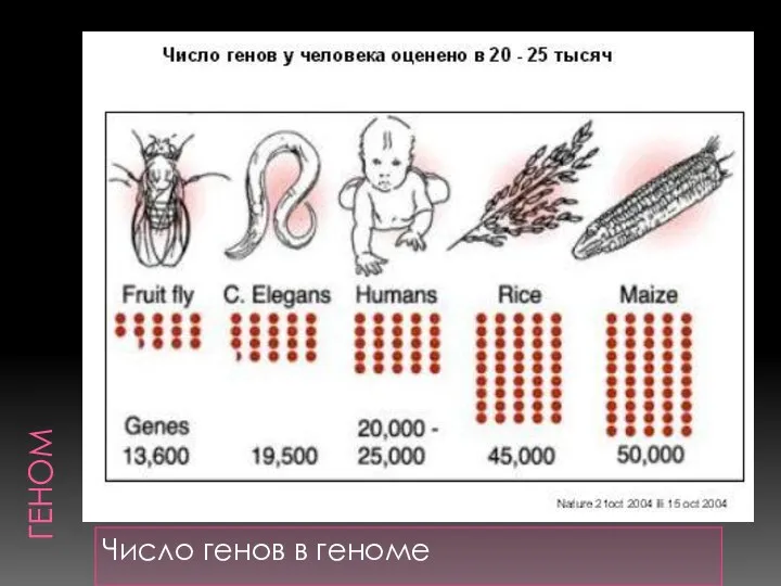 ГЕНОМ Число генов в геноме