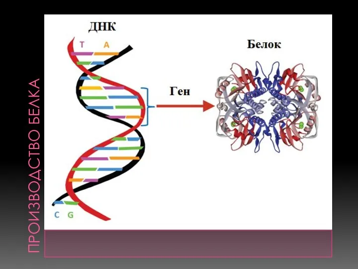 ПРОИЗВОДСТВО БЕЛКА