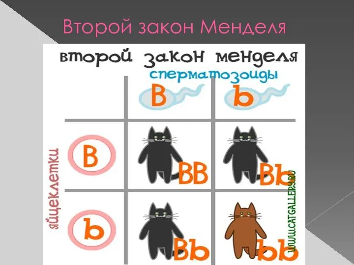 Второй закон Менделя