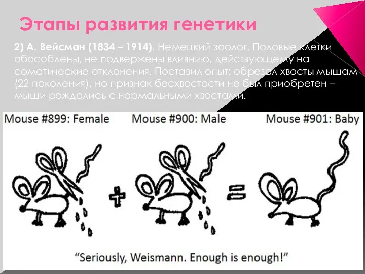 Этапы развития генетики 2) А. Вейсман (1834 – 1914). Немецкий зоолог. Половые клетки