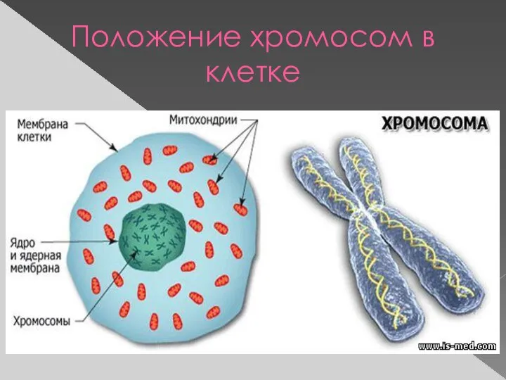 Положение хромосом в клетке
