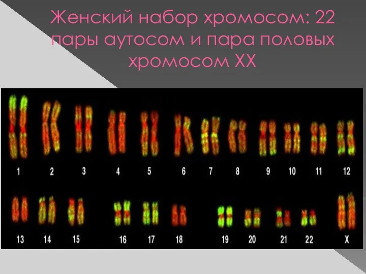 Женский набор хромосом: 22 пары аутосом и пара половых хромосом ХХ