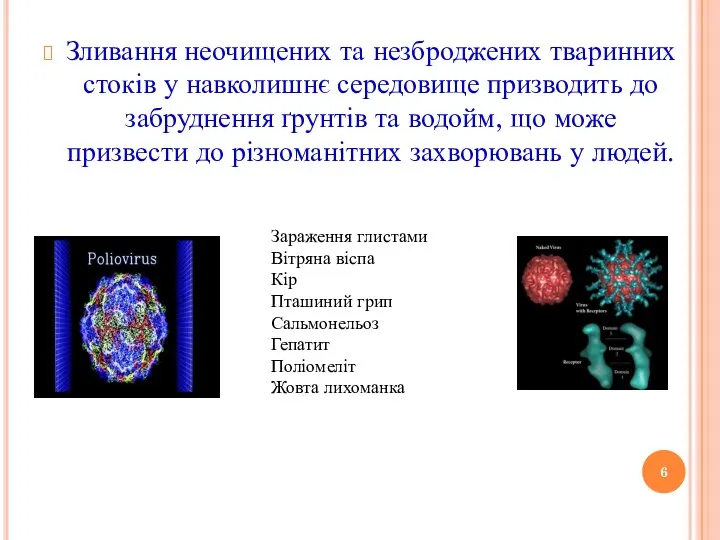 Зливання неочищених та незброджених тваринних стоків у навколишнє середовище призводить