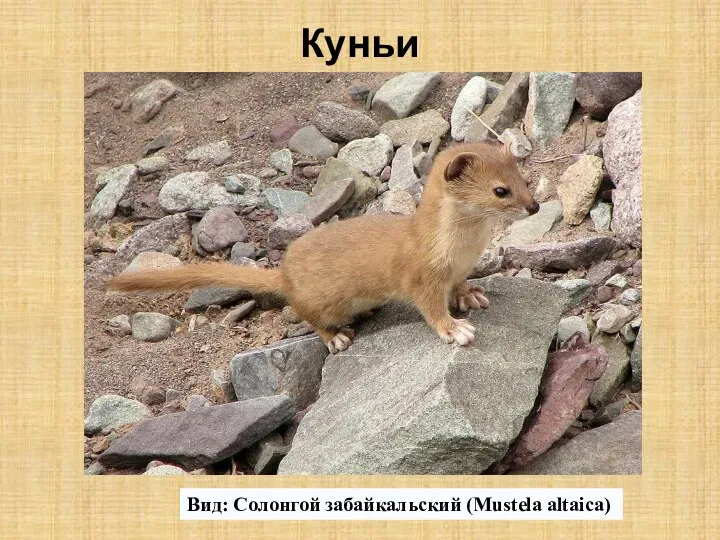 Куньи Вид: Солонгой забайкальский (Mustela altaica)