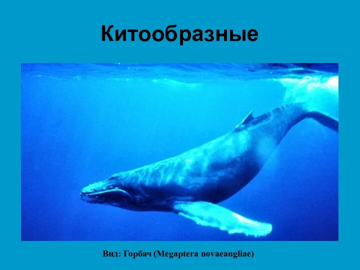 Китообразные Вид: Горбач (Megaptera novaeangliae)