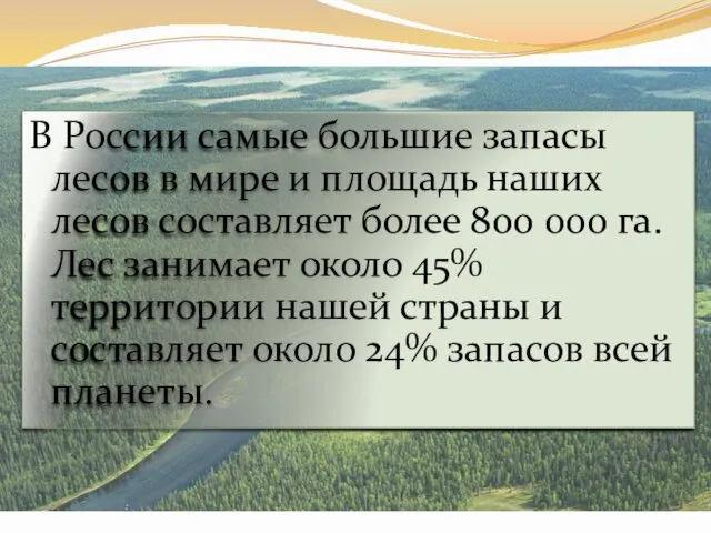 В России самые большие запасы лесов в мире и площадь