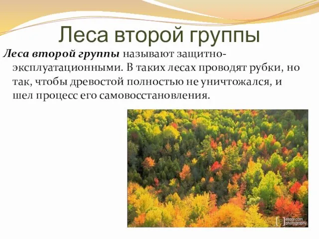 Леса второй группы Леса второй группы называют защитно-эксплуатационными. В таких