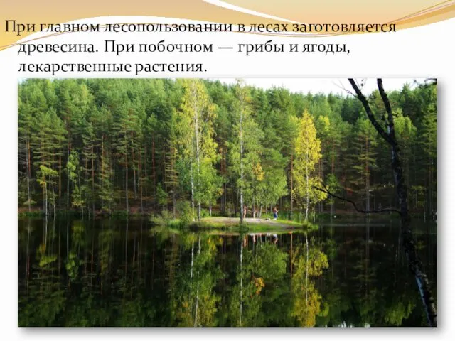 При главном лесопользовании в лесах заготовляется древесина. При побочном — грибы и ягоды, лекарственные растения.