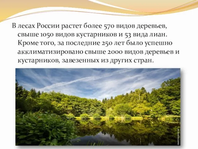 В лесах России растет более 570 видов деревьев, свыше 1050