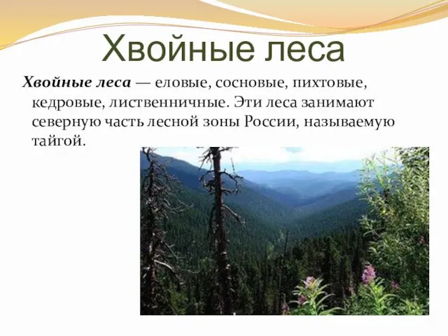 Хвойные леса Хвойные леса — еловые, сосновые, пихтовые, кедровые, лиственничные.