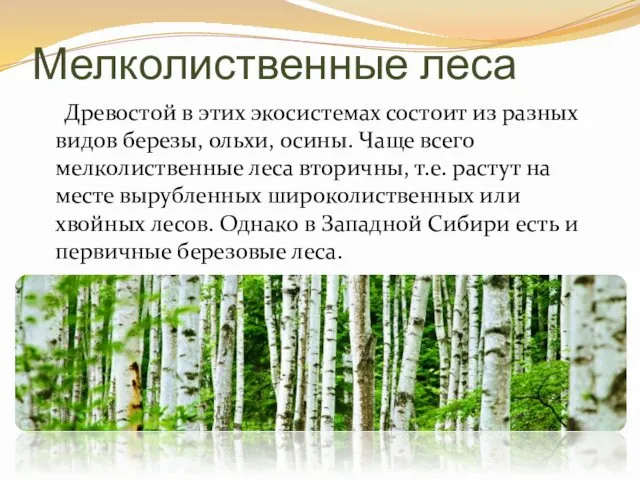 Мелколиственные леса Древостой в этих экосистемах состоит из разных видов